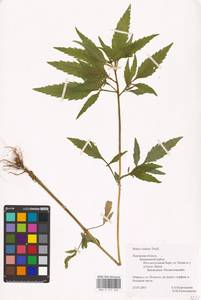 Bidens radiata Thuill., Eastern Europe, North-Western region (E2) (Russia)