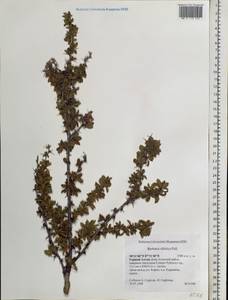 Berberis sibirica Pall., Siberia, Altai & Sayany Mountains (S2) (Russia)