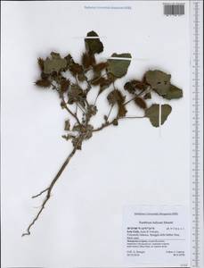 Xanthium orientale var. italicum (Moretti) M. Hassl., Western Europe (EUR) (Italy)