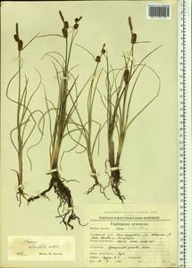 Carex rotundata Wahlenb., Siberia, Chukotka & Kamchatka (S7) (Russia)