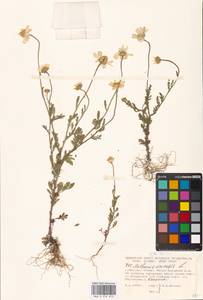 Anthemis arvensis L., Eastern Europe, Moscow region (E4a) (Russia)