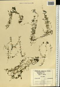 Callitriche cophocarpa Sendtn., Eastern Europe, West Ukrainian region (E13) (Ukraine)