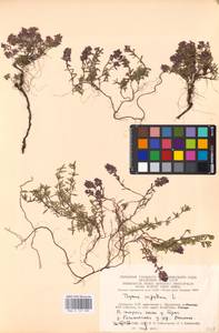 MHA 0 157 585, Thymus serpyllum L., Eastern Europe, Lithuania (E2a) (Lithuania)