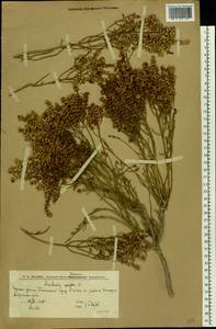 Anabasis aphylla L., Eastern Europe, Lower Volga region (E9) (Russia)