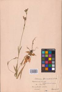 Silene flos-cuculi (L.) Greuter & Burdet, Eastern Europe, Central forest-and-steppe region (E6) (Russia)