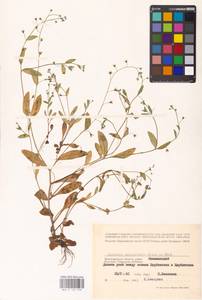 MHA 0 153 398, Myosotis sparsiflora Pohl, Eastern Europe, Lower Volga region (E9) (Russia)