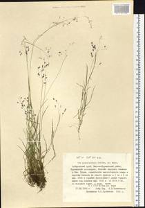 Poa paucispicula Scribn. & Merr., Siberia, Russian Far East (S6) (Russia)