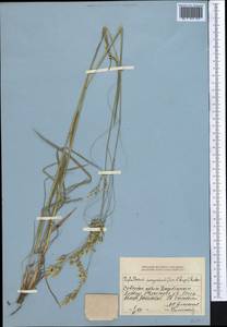 Piptatherum songaricum (Trin. & Rupr.) Roshev., Middle Asia, Dzungarian Alatau & Tarbagatai (M5) (Kazakhstan)