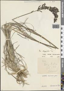 Poa longifolia Trin., Caucasus, North Ossetia, Ingushetia & Chechnya (K1c) (Russia)