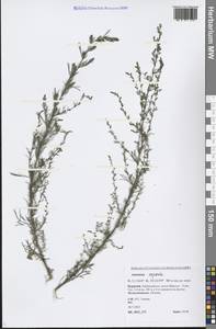 Artemisia scoparia Waldst. & Kit., Siberia, Baikal & Transbaikal region (S4) (Russia)