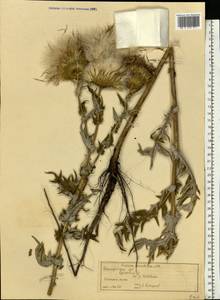Lophiolepis serrulata (M. Bieb.) Del Guacchio, Bures, Iamonico & P. Caputo, Eastern Europe, Volga-Kama region (E7) (Russia)