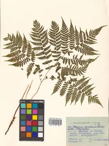 Athyrium spinulosum (Maxim.) Milde, Siberia, Russian Far East (S6) (Russia)