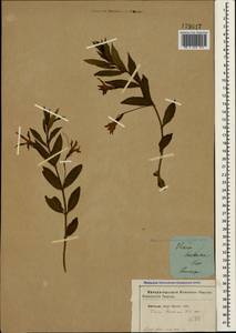Vinca herbacea Waldst. & Kit., Crimea (KRYM) (Russia)