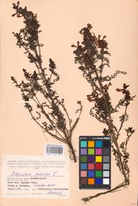 MHA 0 162 248, Pedicularis palustris L., Eastern Europe, Western region (E3) (Russia)