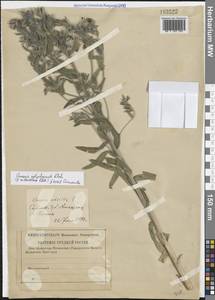 Onosma polychroma Klokov, Eastern Europe, Lower Volga region (E9) (Russia)