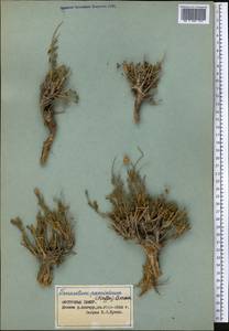 Xylanthemum pamiricum (Hoffm.) Tzvel., Middle Asia, Pamir & Pamiro-Alai (M2) (Tajikistan)