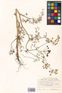 Oenanthe aquatica (L.) Poir., Eastern Europe, Moscow region (E4a) (Russia)