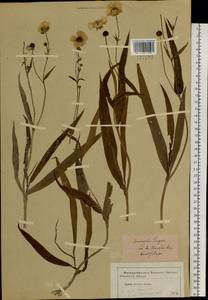 Ranunculus lingua L., Siberia, Western Siberia (S1) (Russia)