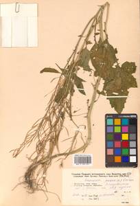 Brassica juncea (L.) Czern., Siberia, Russian Far East (S6) (Russia)