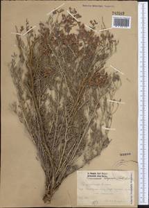 Eversmannia subspinosa (DC.)B.Fedtsch., Middle Asia, Caspian Ustyurt & Northern Aralia (M8) (Kazakhstan)