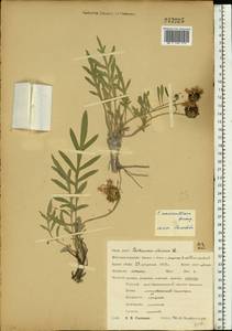 Psephellus marschallianus (Spreng.) K.Koch, Eastern Europe, Central forest-and-steppe region (E6) (Russia)