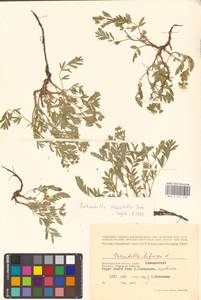 Sibbaldianthe orientalis (Soják) Mosyakin & Shiyan, Eastern Europe, Lower Volga region (E9) (Russia)