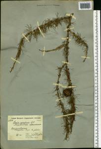 Larix decidua (L.) Mill., Eastern Europe, Moscow region (E4a) (Russia)