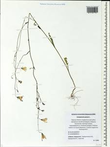Campanula patula L., Eastern Europe, North-Western region (E2) (Russia)