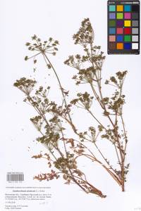 Xanthoselinum alsaticum (L.) Schur, Eastern Europe, Moscow region (E4a) (Russia)