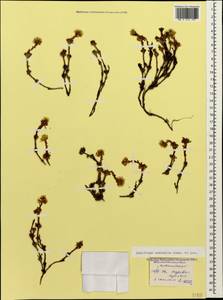 Saxifraga caucasica Somm. & Levier, Caucasus, Stavropol Krai, Karachay-Cherkessia & Kabardino-Balkaria (K1b) (Russia)