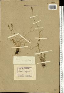 Koeleria spicata (L.) Barberá, Quintanar, Soreng & P.M.Peterson, Eastern Europe, Northern region (E1) (Russia)