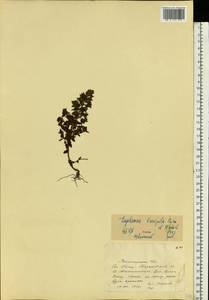 Euphrasia ×vernalis List, Eastern Europe, Northern region (E1) (Russia)