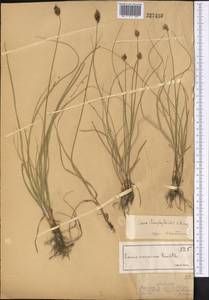 Carex stenophylla subsp. stenophylloides (V.I.Krecz.) T.V.Egorova, Middle Asia, Dzungarian Alatau & Tarbagatai (M5) (Kazakhstan)