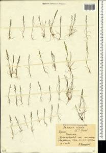 Catapodium rigidum (L.) C.E.Hubb., Crimea (KRYM) (Russia)