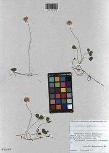 KUZ 000 749, Trifolium repens L., Siberia, Altai & Sayany Mountains (S2) (Russia)