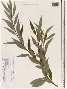 Salix excelsa J.F.Gmel., South Asia, South Asia (Asia outside ex-Soviet states and Mongolia) (ASIA) (Israel)