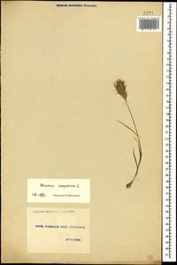 Bromus scoparius L., Caucasus, Georgia (K4) (Georgia)