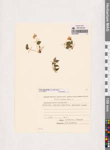 Viola epipsila subsp. repens (Turcz.) W.Becker, Siberia, Chukotka & Kamchatka (S7) (Russia)