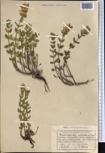 Dracocephalum nodulosum Rupr., Middle Asia, Northern & Central Tian Shan (M4) (Kyrgyzstan)