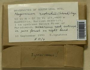 Plagiomnium rostratum (Schrad.) T.J. Kop., Bryophytes, Bryophytes - South Urals (B14) (Russia)