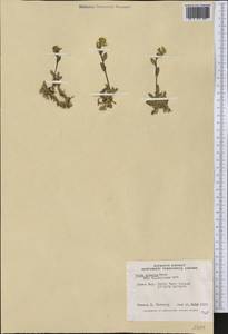 Draba glabella Pursh, America (AMER) (Canada)