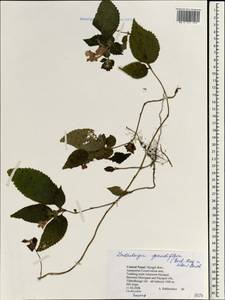 Lindenbergia grandiflora (Buch.-Ham. ex D. Don) Benth., South Asia, South Asia (Asia outside ex-Soviet states and Mongolia) (ASIA) (Nepal)