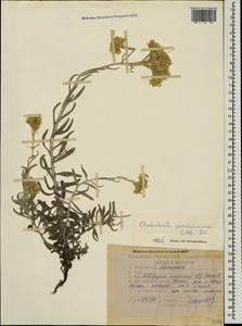 Cladochaeta candissima (M. Bieb.) DC., Caucasus, North Ossetia, Ingushetia & Chechnya (K1c) (Russia)