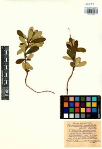 Chimaphila umbellata (L.) W. P. C. Barton, Siberia, Baikal & Transbaikal region (S4) (Russia)