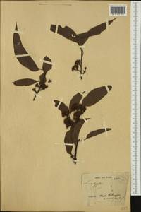 Eucalyptus, Australia & Oceania (AUSTR) (Australia)