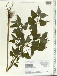 Atriplex sagittata Borkh., Eastern Europe, Central region (E4) (Russia)