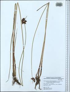 Schoenoplectus tabernaemontani (C.C.Gmel.) Palla, Eastern Europe, Central region (E4) (Russia)