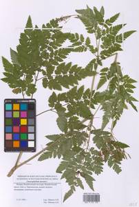 Chaerophyllum aureum L., Eastern Europe, Moscow region (E4a) (Russia)