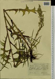 Lactuca indica L., Siberia, Russian Far East (S6) (Russia)