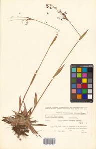 Luzula parviflora (Ehrh.) Desv., Siberia, Chukotka & Kamchatka (S7) (Russia)